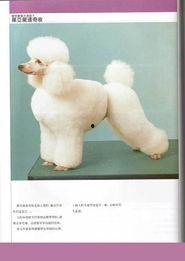 护理犬视频,全方位护理技巧解析