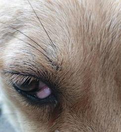 犬第三眼睑包埋术视频,犬第三眼睑包埋术操作步骤详解