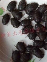 养殖土元视频,视频揭秘高效养殖秘诀